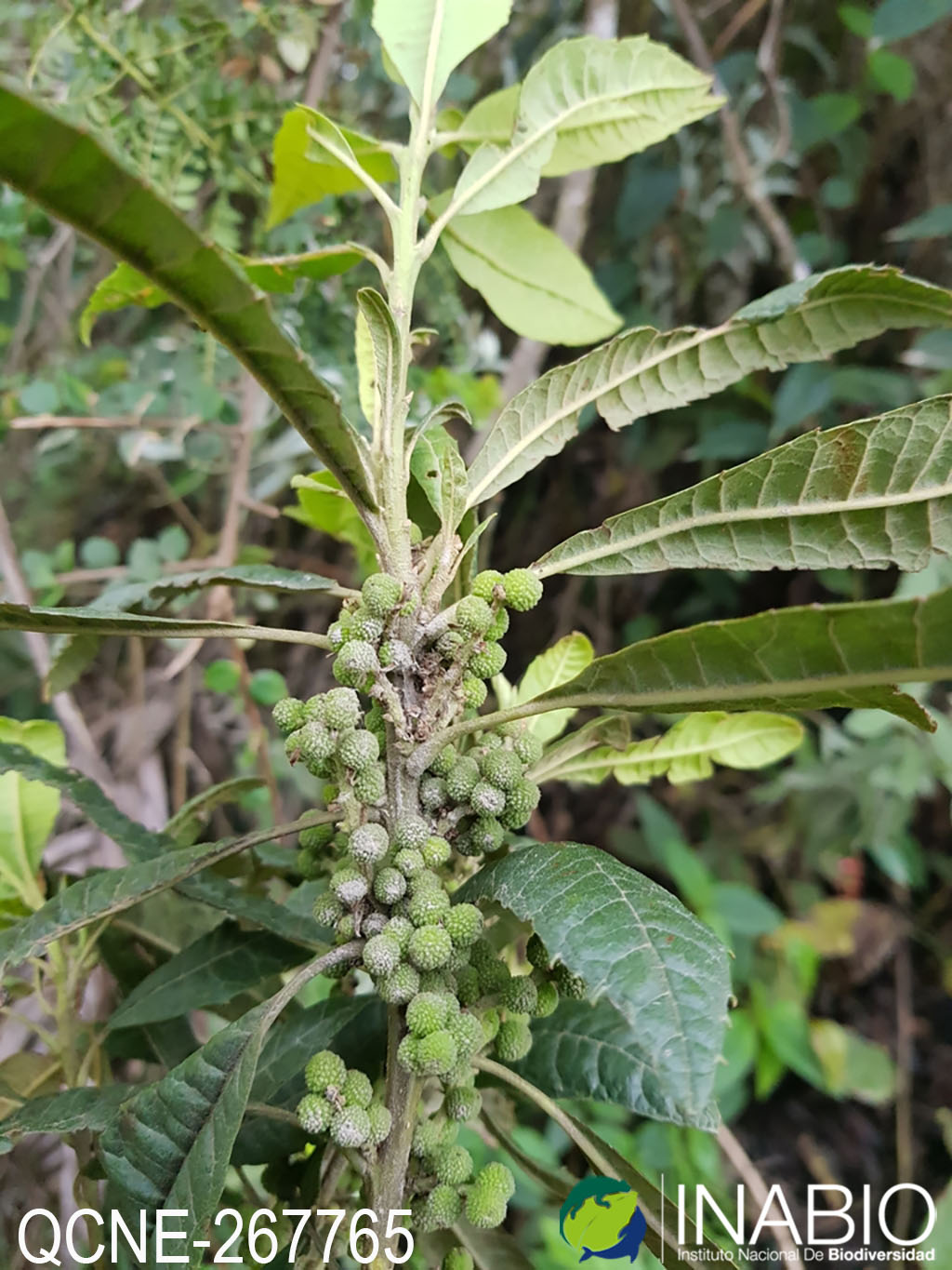 Morella pubescens image