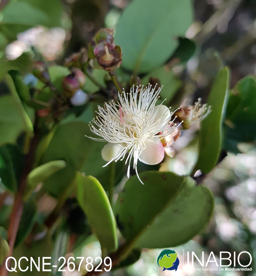 Myrtaceae image