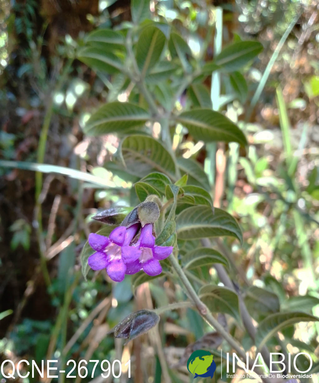 Palicourea fuchsioides image