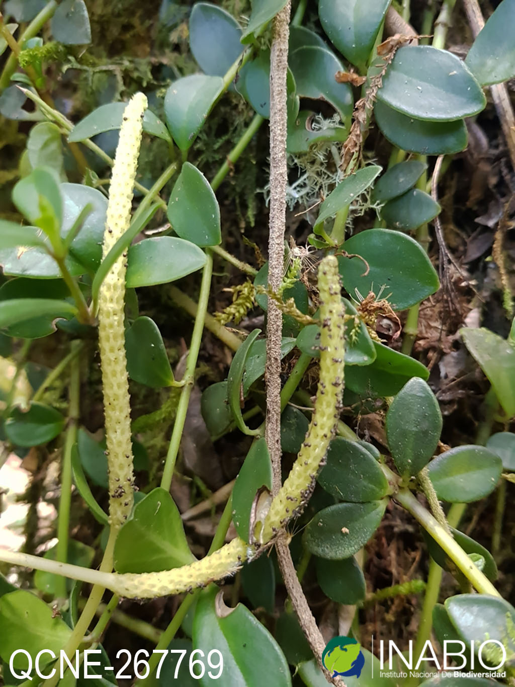 Peperomia image