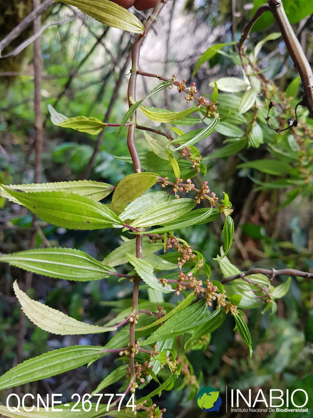 Fulgoridae image