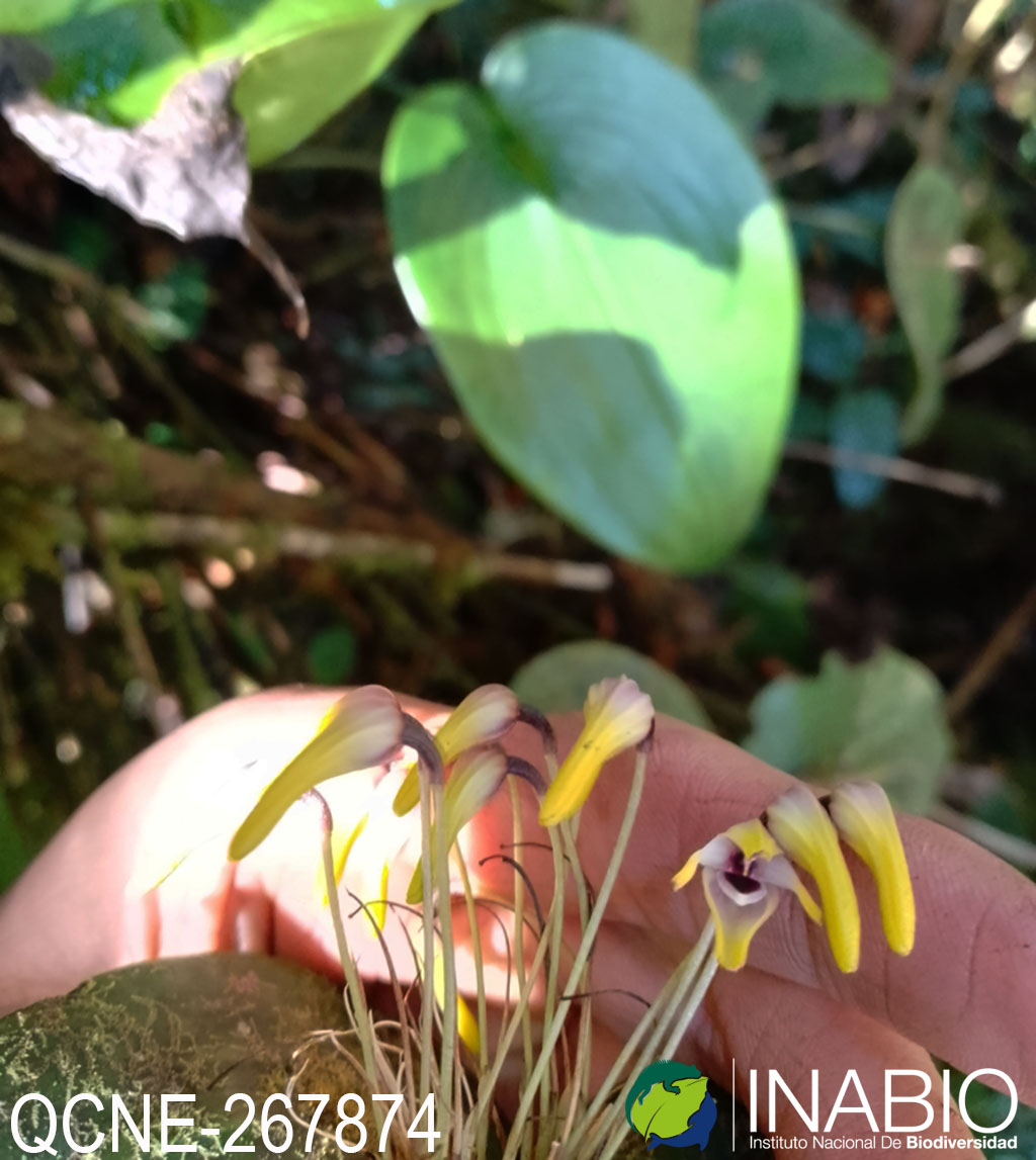 Pleurothallis dunstervillei image