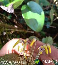 Image of Pleurothallis dunstervillei