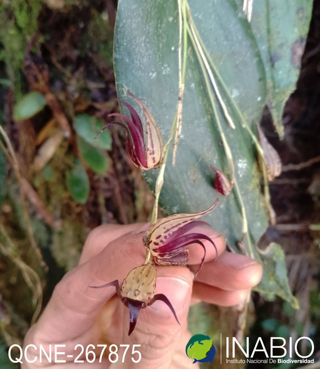 Pleurothallis bicruris image