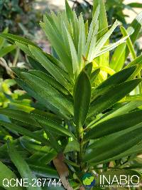 Podocarpus oleifolius image