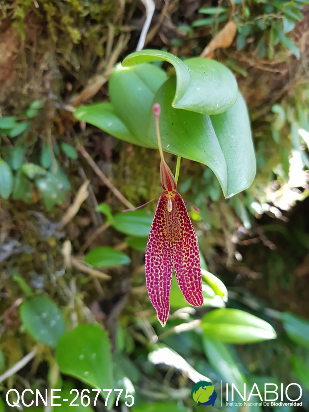 Restrepia guttulata image