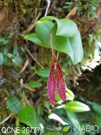 Image of Restrepia guttulata