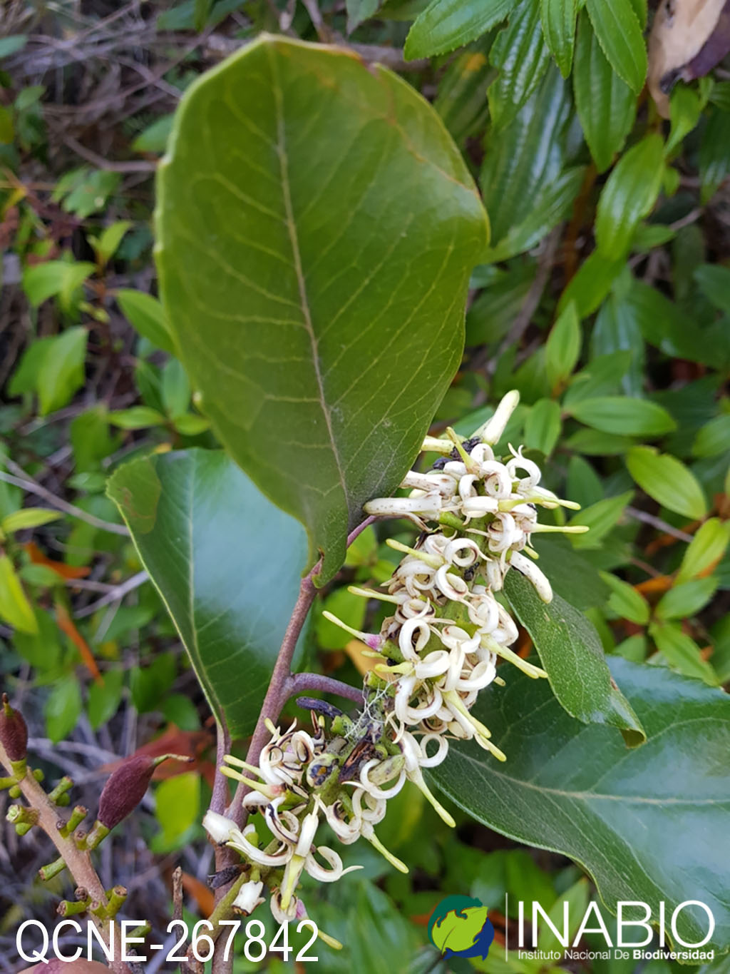 Proteaceae image