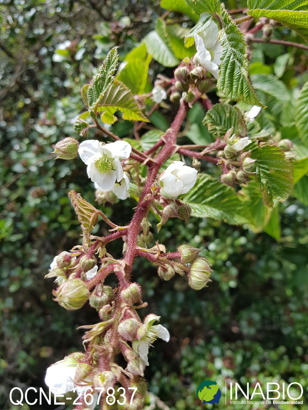 Rubus adenotrichos image