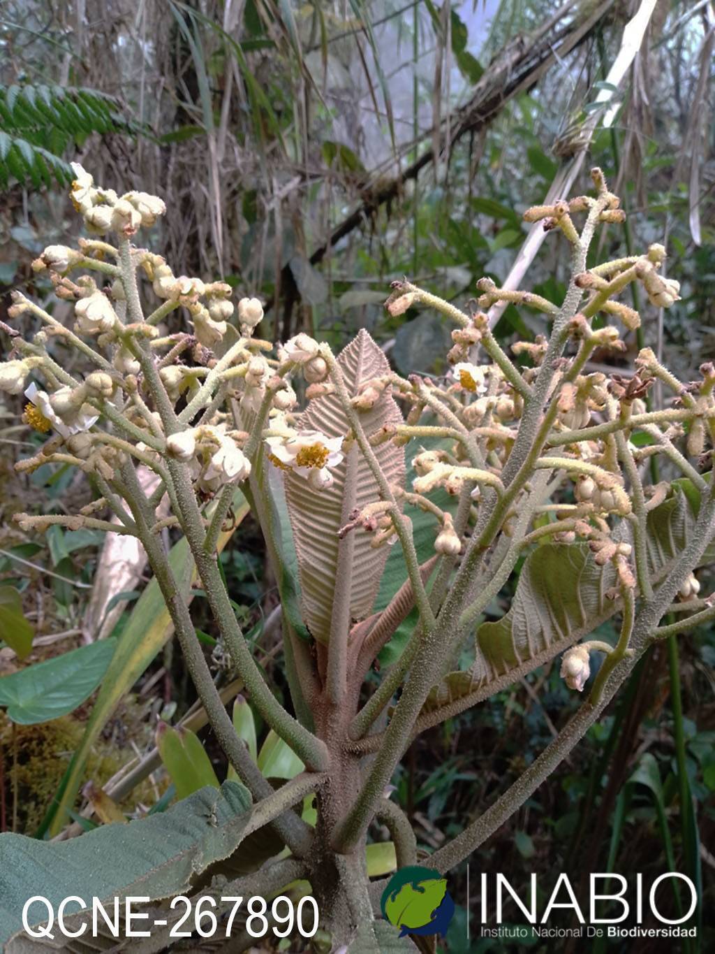 Saurauia tomentosa image