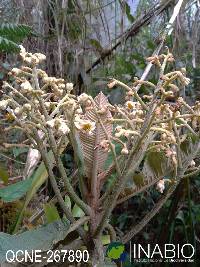 Image of Saurauia tomentosa