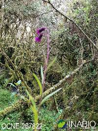 Image of Senecio formosus