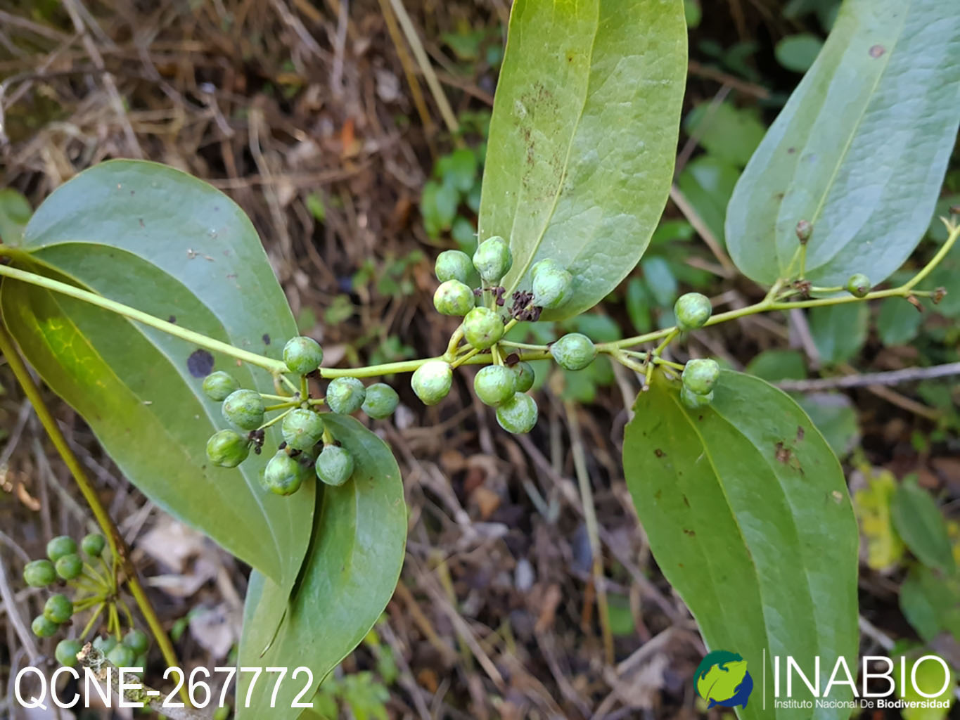 Smilacaceae image