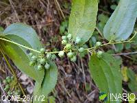 Image of Smilax domingensis