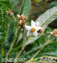 Solanum oblongifolium image