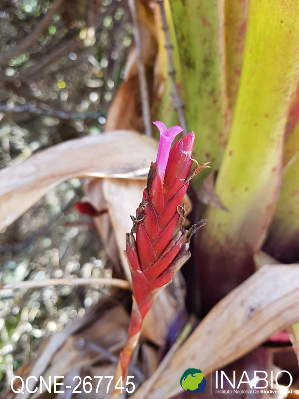 Tillandsia complanata image