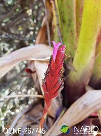 Image of Tillandsia complanata