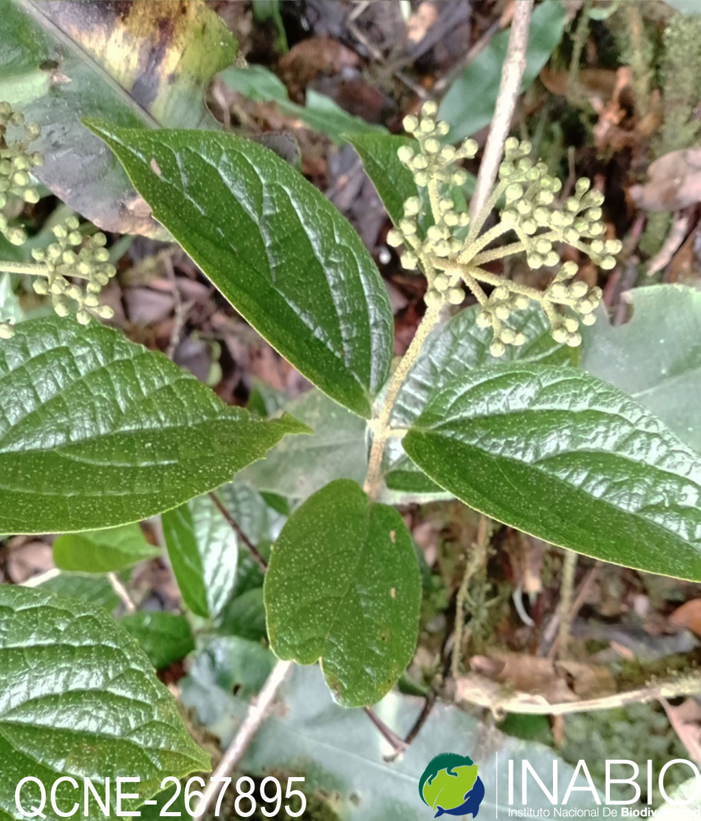 Viburnum pichinchense image