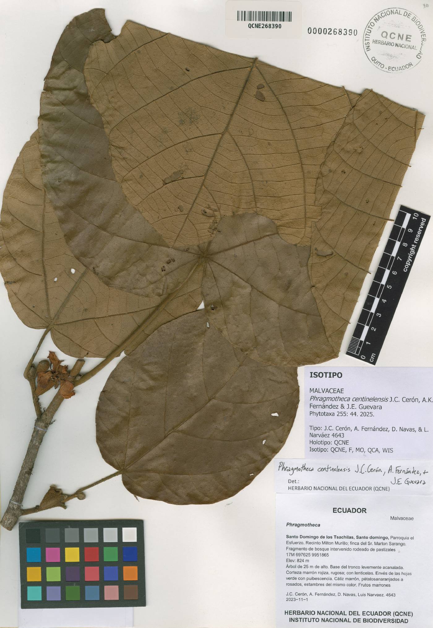 Phragmotheca centinelensis image