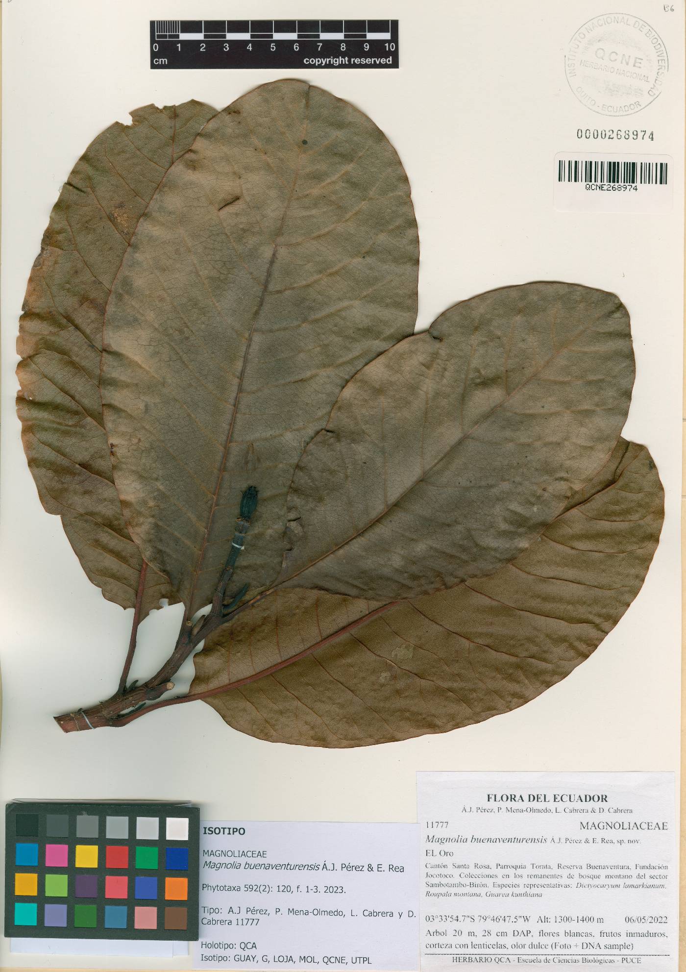 Magnolia buenaventurensis image