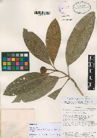 Magnolia napoensis image