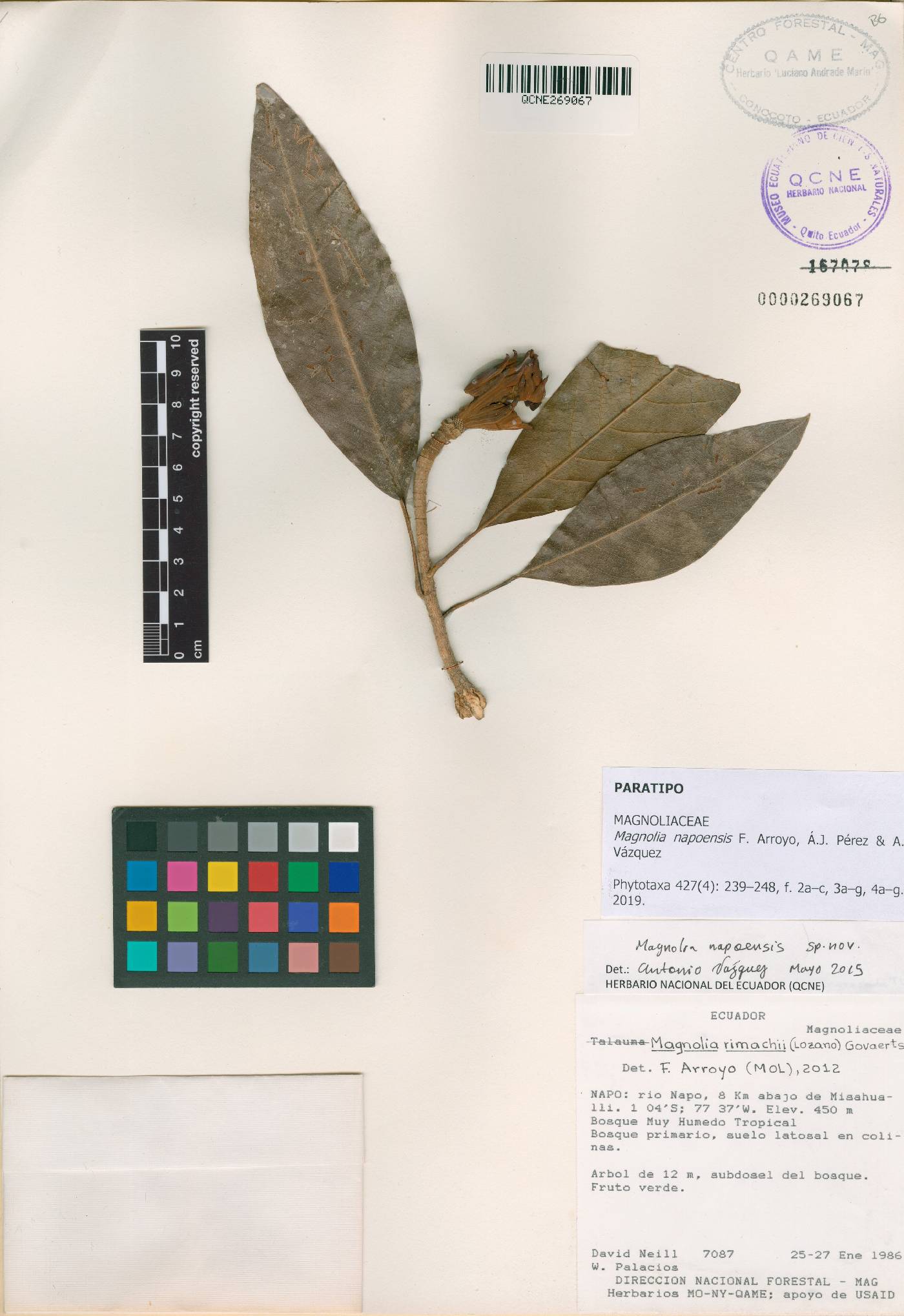 Magnolia napoensis image