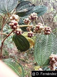 Miconia pustulata image