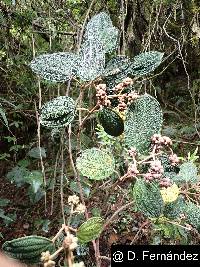 Miconia pustulata image
