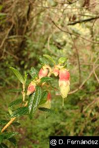 Brachyotum ledifolium image