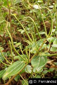 Peperomia tetraquetra image