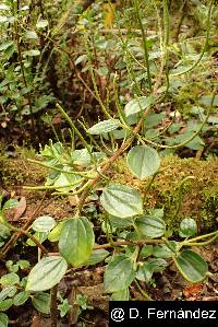 Image of Peperomia tetraquetra