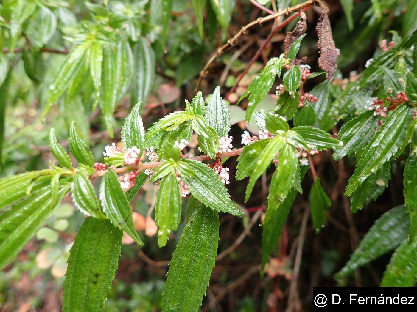 Boehmeria celtidifolia image