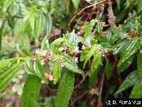 Boehmeria celtidifolia image