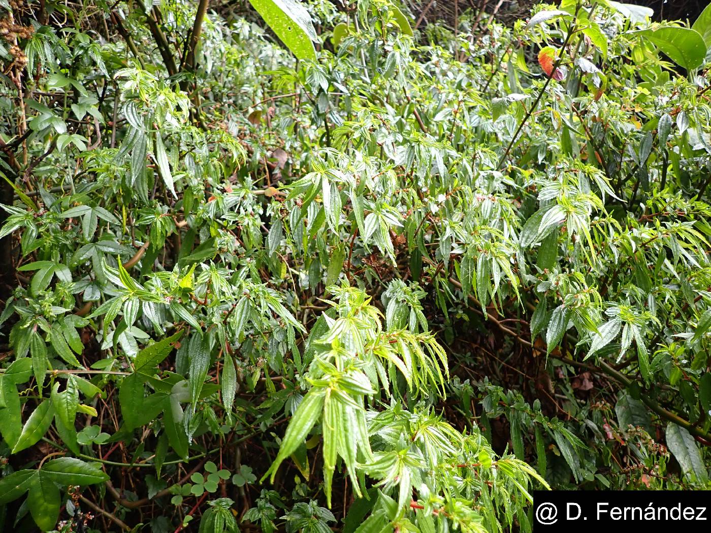 Boehmeria celtidifolia image