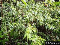 Boehmeria celtidifolia image