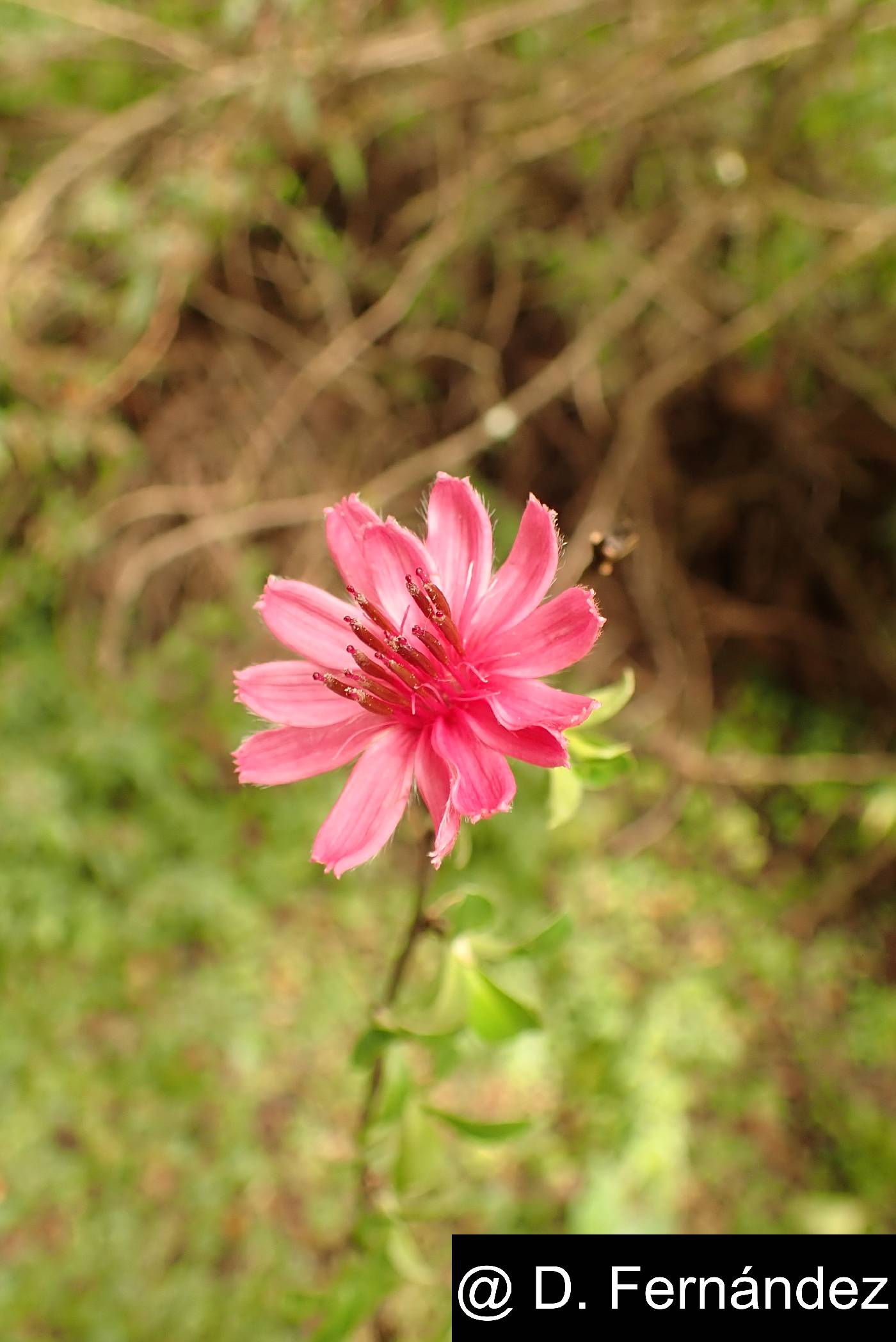 Barnadesia arborea image