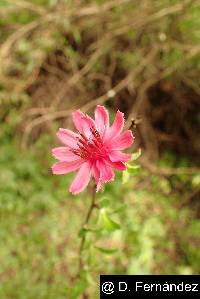 Barnadesia arborea image