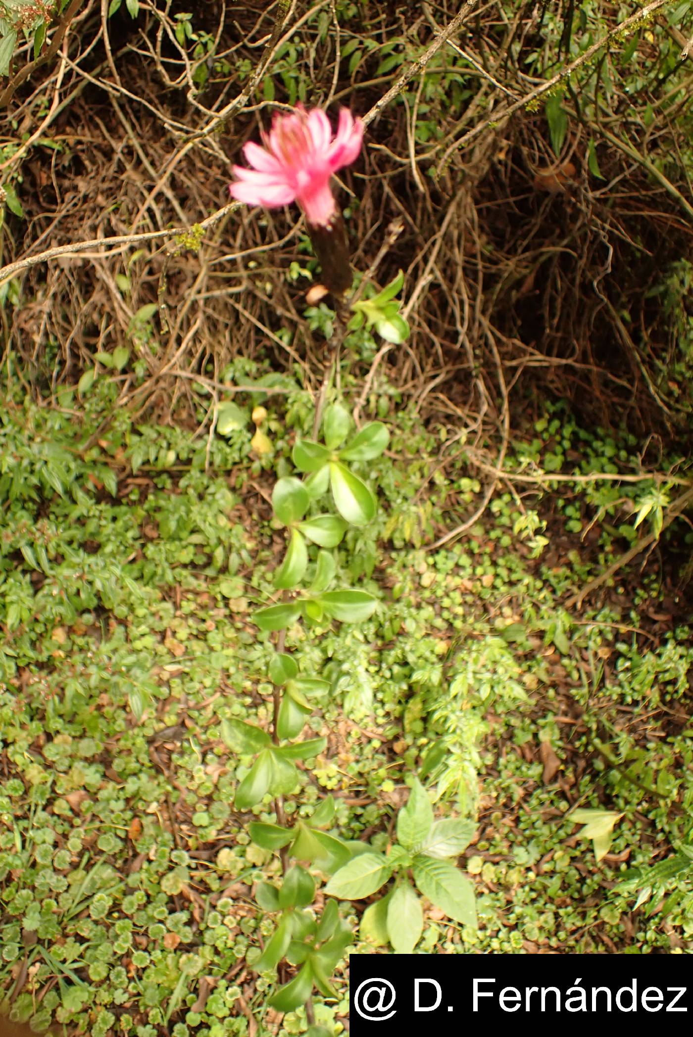 Barnadesia arborea image