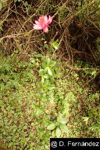 Barnadesia arborea image