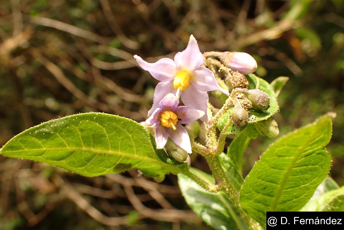 Solanum aureum image