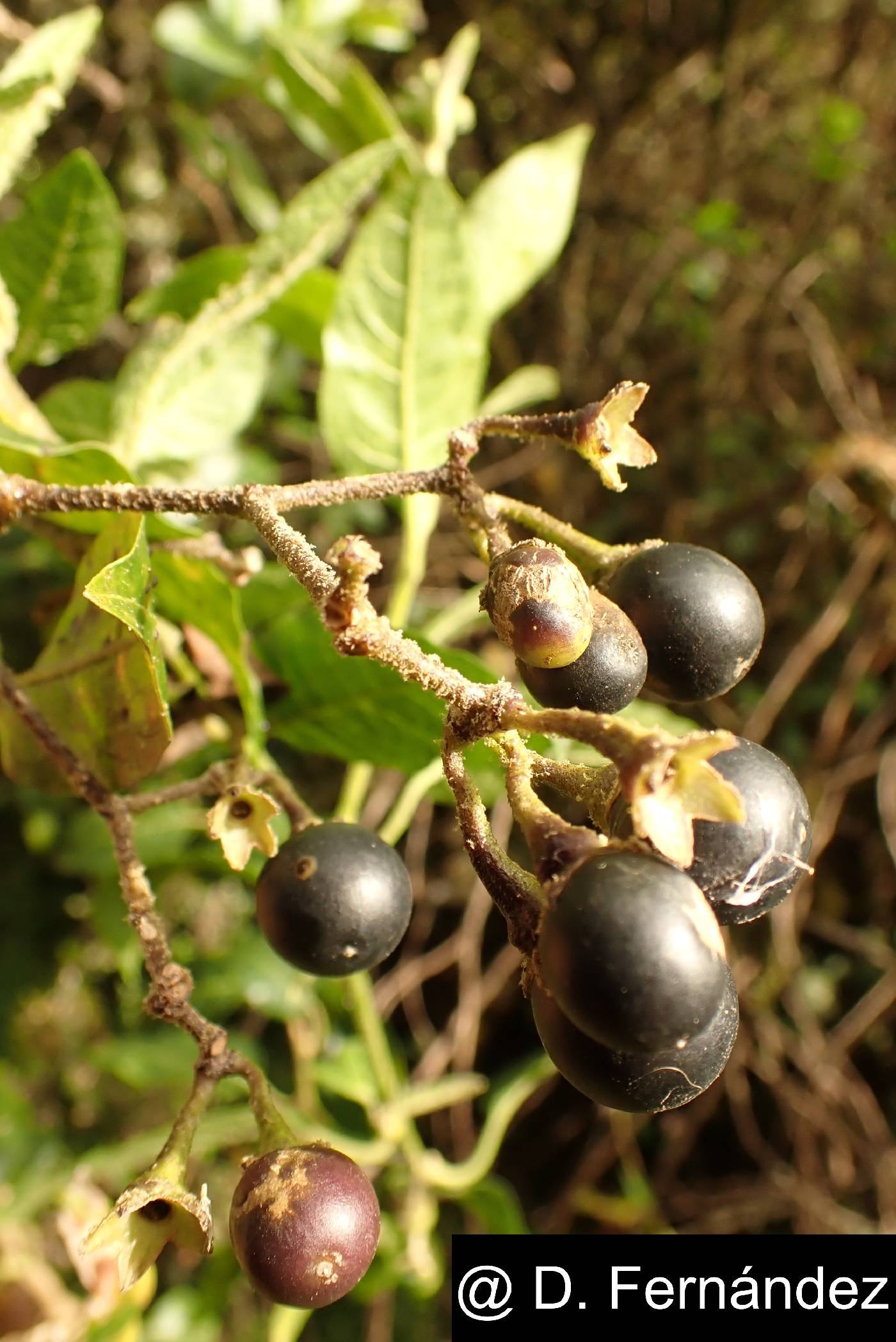 Solanum aureum image