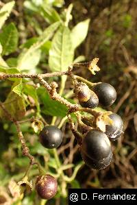 Solanum aureum image
