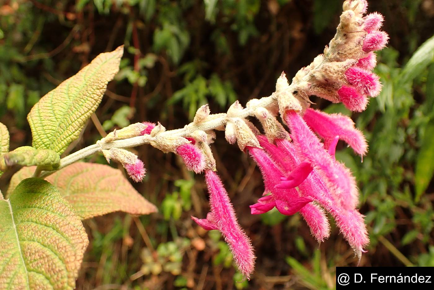 Salvia tortuosa image
