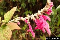 Salvia tortuosa image