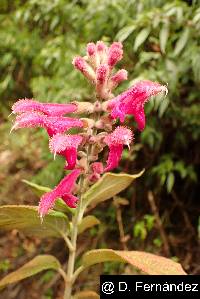 Salvia tortuosa image