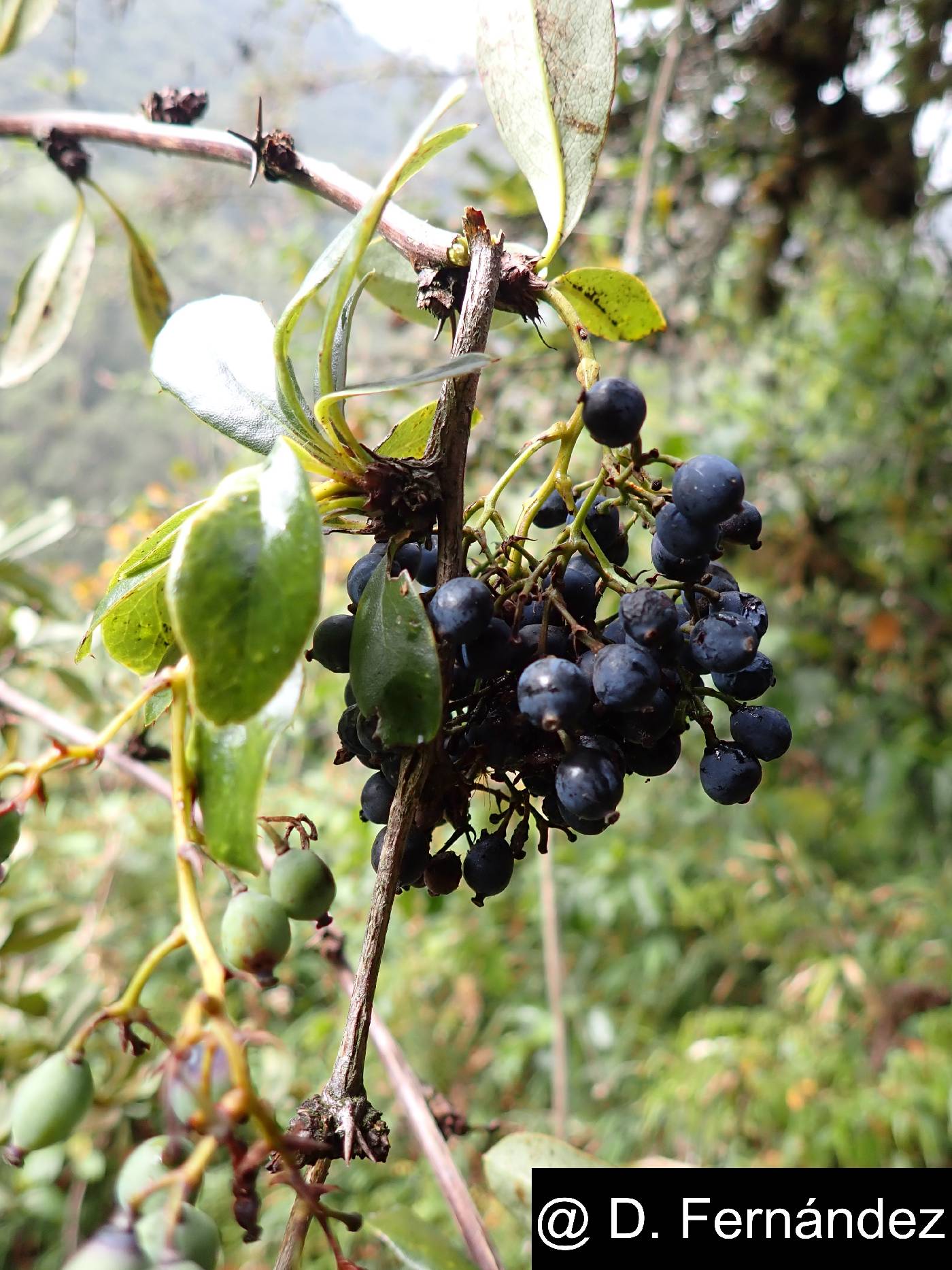 Berberis hallii image