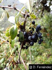 Berberis hallii image