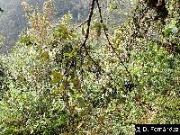 Image of Berberis hallii