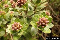 Baccharis teindalensis image