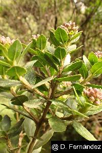Baccharis teindalensis image